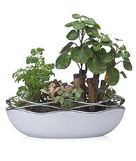 高端定制組合盆景